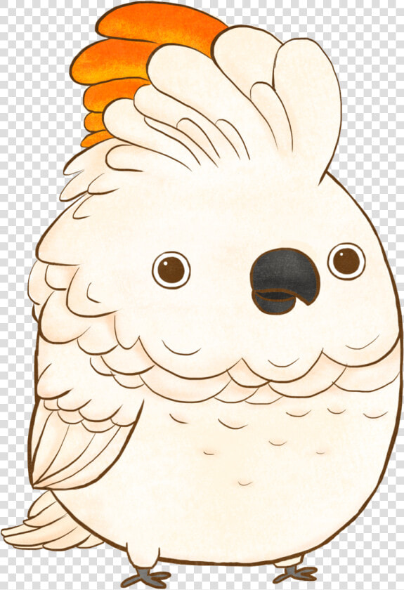 Cockatoo  HD Png DownloadTransparent PNG