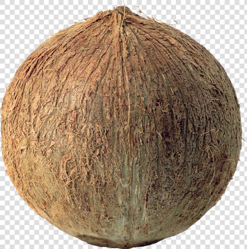 Coconuts Png Image  Transparent PngTransparent PNG