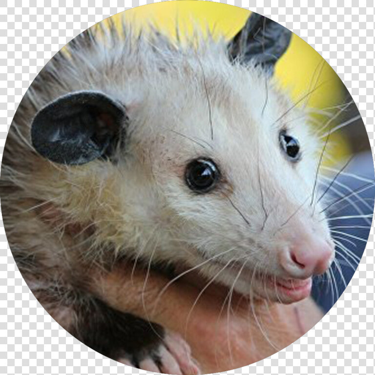 Cleveland Browns Rally Possum   Does Opossum Eat  HD Png DownloadTransparent PNG