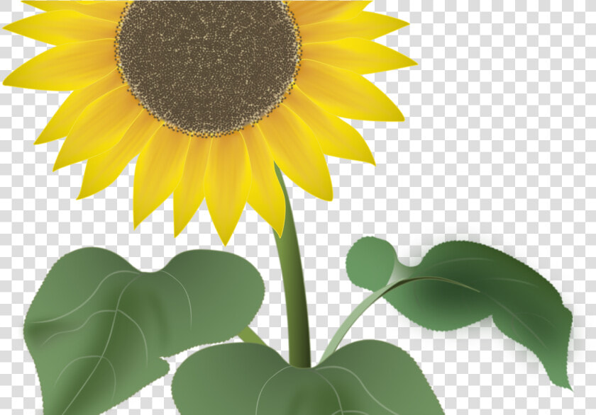 Sunflower For The Summer Vector Art By Noor   Test Management And Automation  HD Png DownloadTransparent PNG