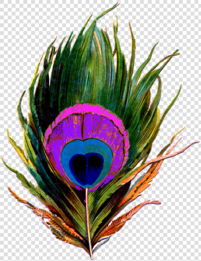 Peacock feather Png   Peacock Feather Png Logo  Transparent PngTransparent PNG