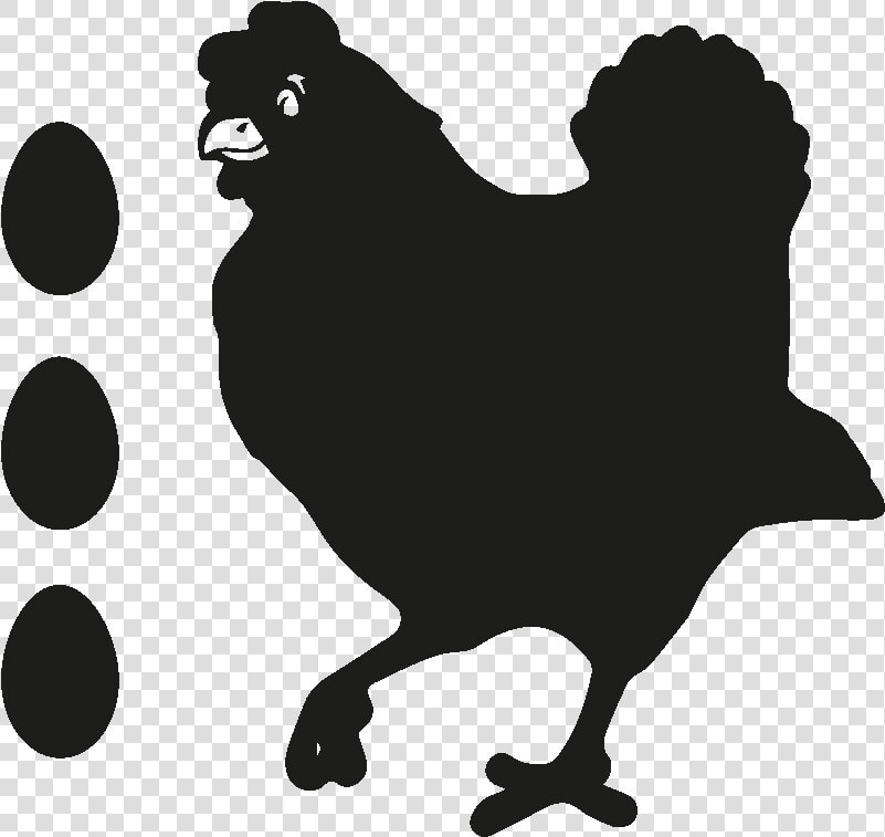 Rooster Brahma Chicken Hen Drawing   Disegno Gallina Immagini  HD Png DownloadTransparent PNG