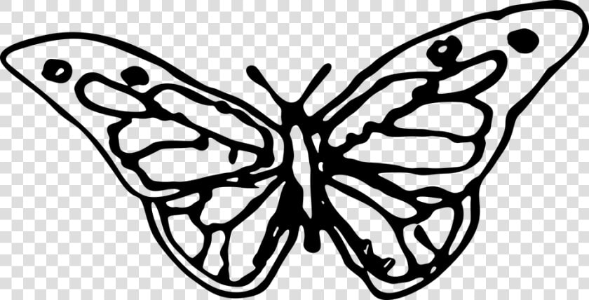 Cute Butterfly Line Drawing 15  Buy Clip Art   Hand Drawn Butterfly Png  Transparent PngTransparent PNG