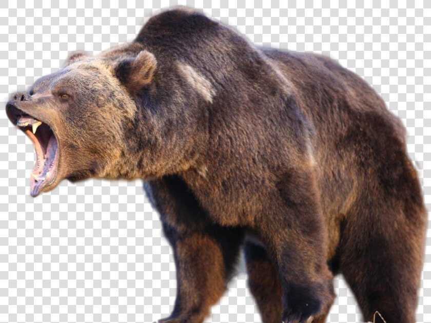 Grizzly Bears   Png Download   Grizzly Bear Black Bear  Transparent PngTransparent PNG