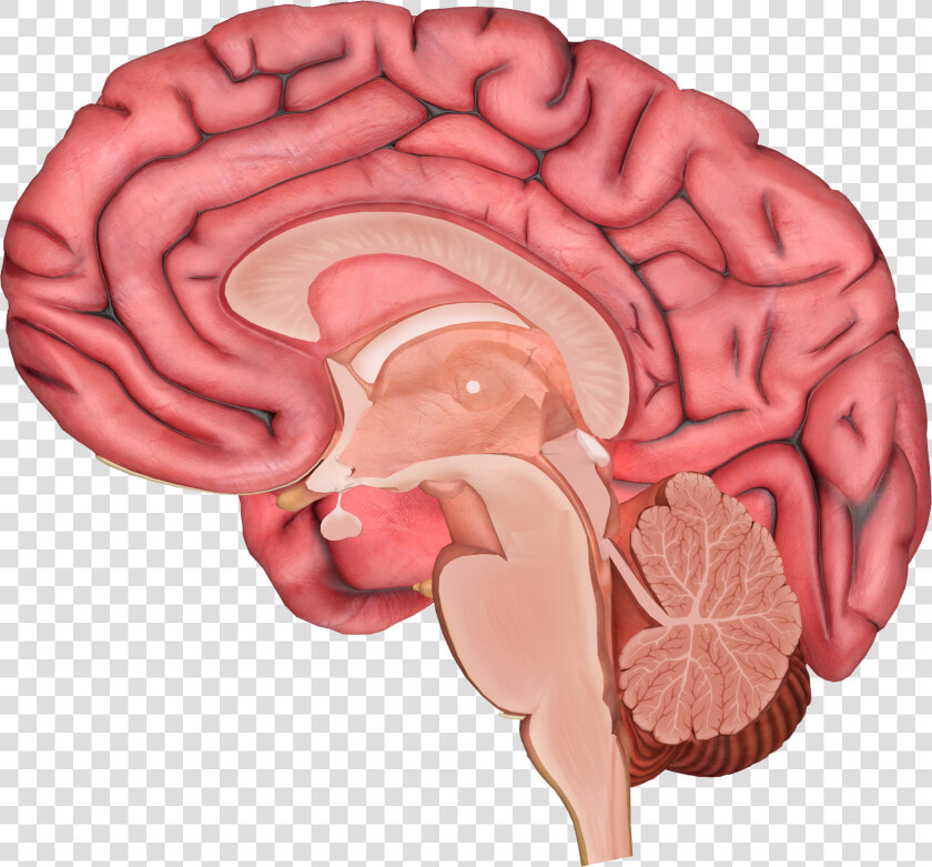 Brain Png   Cholinergenic Pathways In The Brain  Transparent PngTransparent PNG