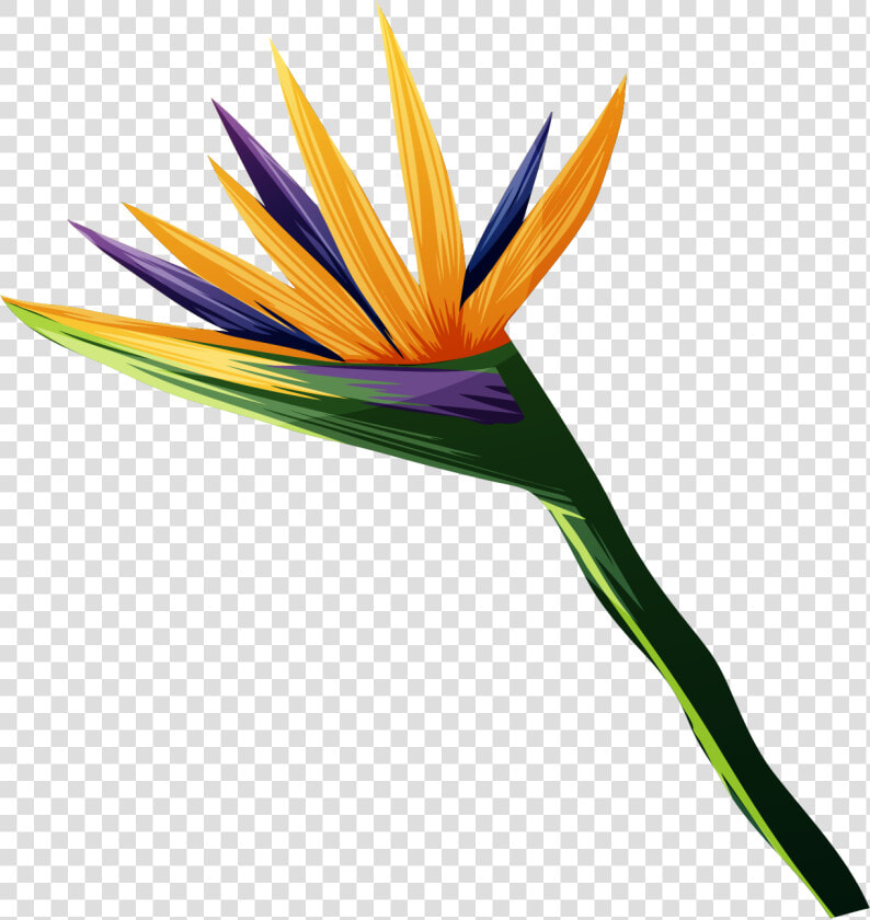 Transparent Bird Of Paradise Plant Png  Png DownloadTransparent PNG