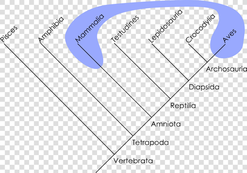 Polyphyletic Mammals Birds   Polyphyletic Group  HD Png DownloadTransparent PNG