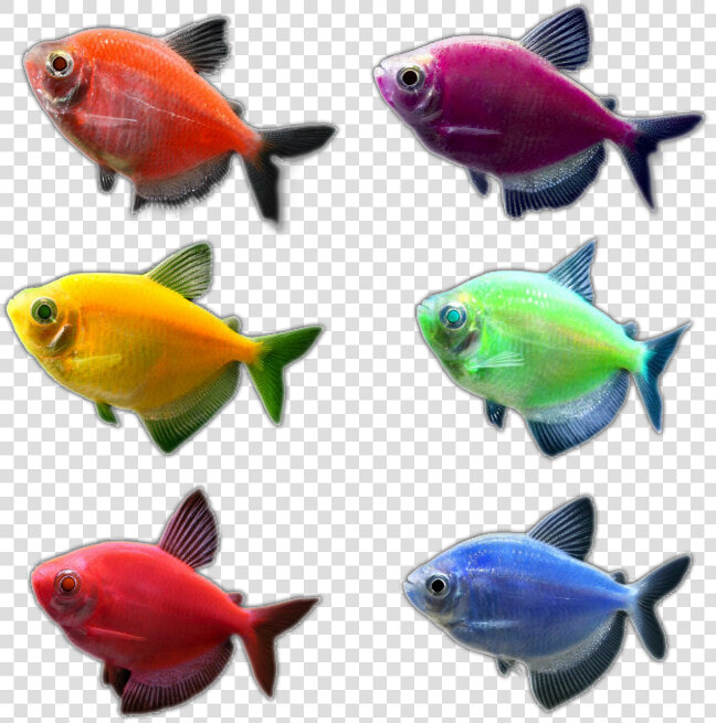 Glo Fish Clip Art   Glofish Tetra Png  Transparent PngTransparent PNG