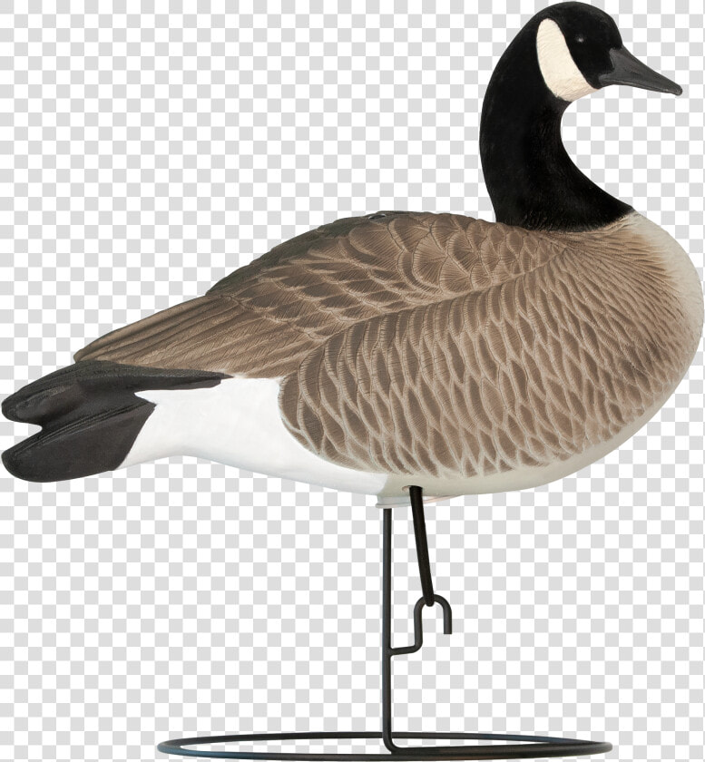 Transparent Goose Head Png   Canada Goose  Png DownloadTransparent PNG