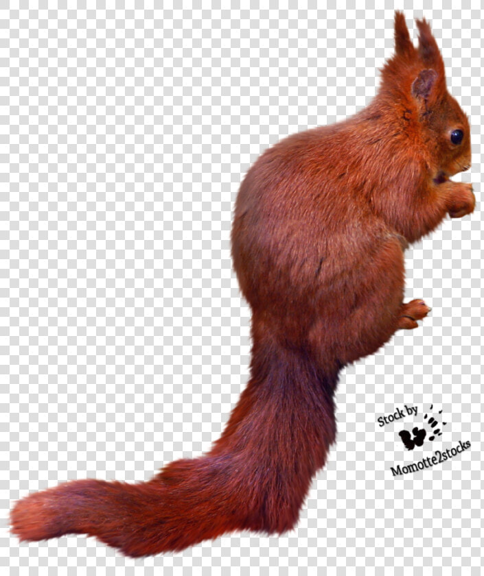 Squirrel Png Free Images Download   Squirrel Cut Out Png  Transparent PngTransparent PNG