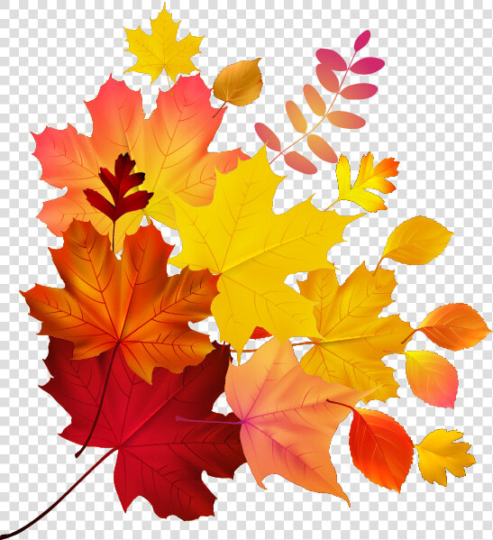 Autumn Color Leaf Maple Royalty free Download Hq Png   Autumn Leaves Png Vector  Transparent PngTransparent PNG