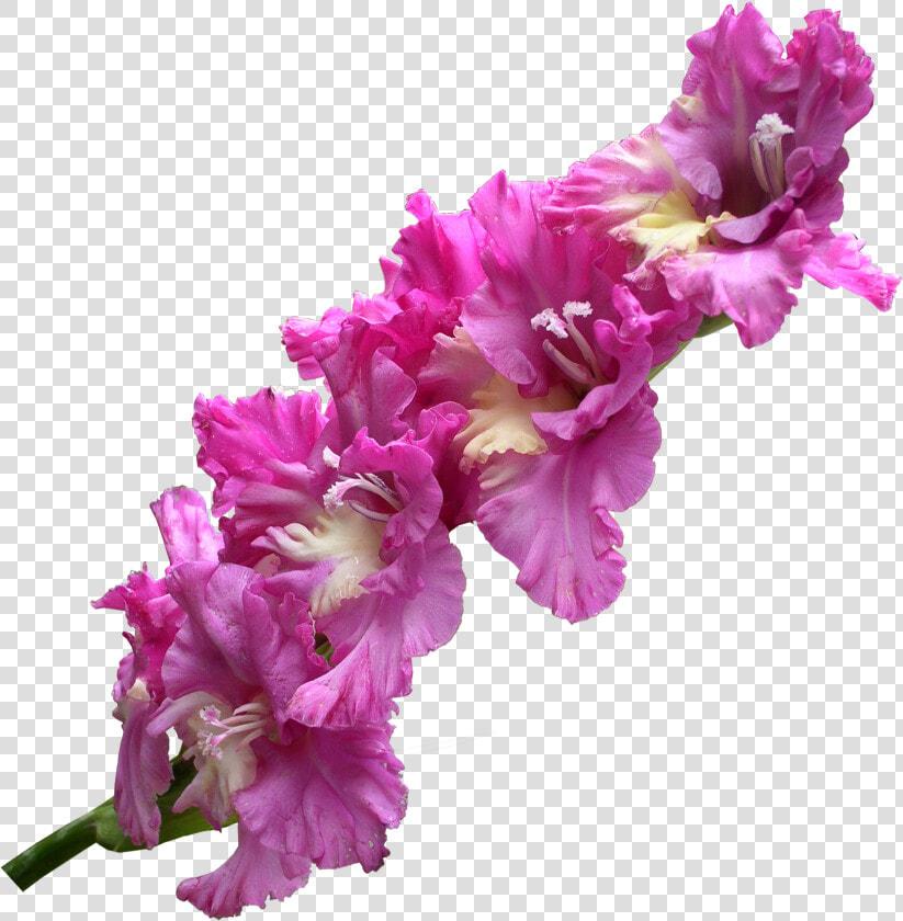 Gladiolus Transparent Png Png Download   Gladiolus Png  Png DownloadTransparent PNG