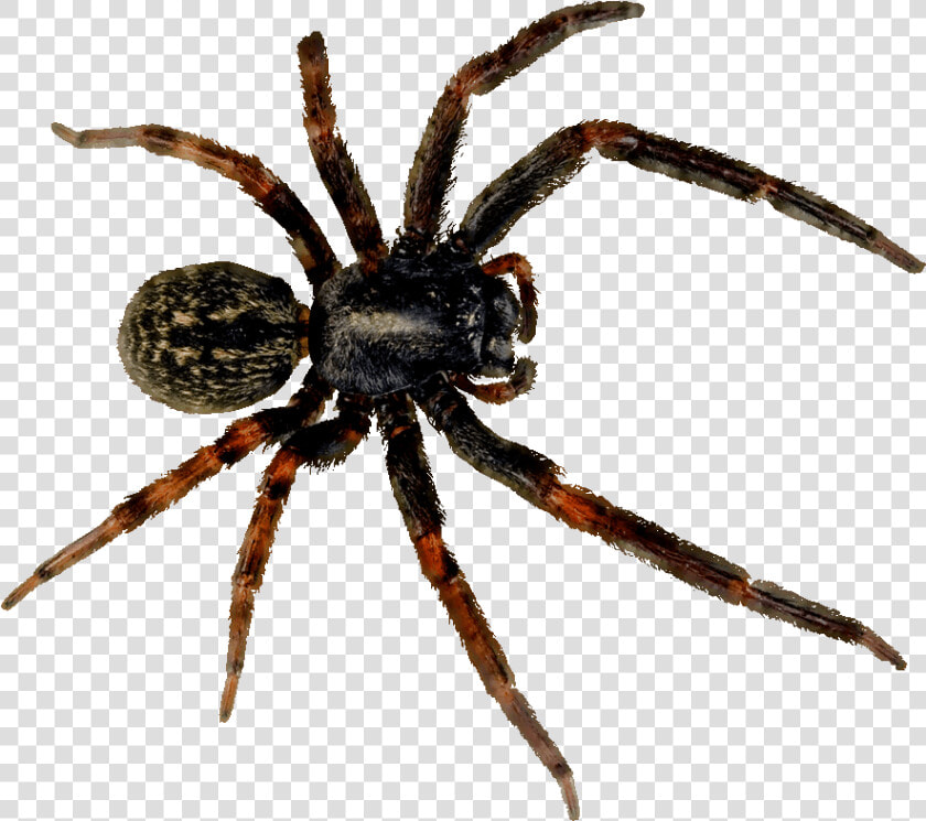 Spider   Niña Sueña Con Arañas  HD Png DownloadTransparent PNG