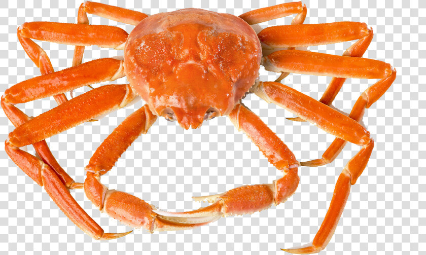 Crab Png Free Background   Freshwater Crab  Transparent PngTransparent PNG