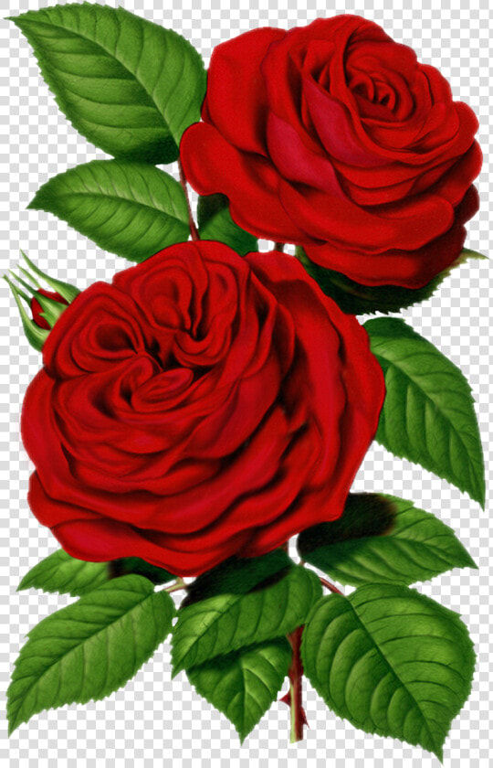 Victorian Red Rose Graphic   Good Morning Share Chat  HD Png DownloadTransparent PNG