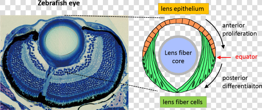 Eye Lense Png  Transparent PngTransparent PNG