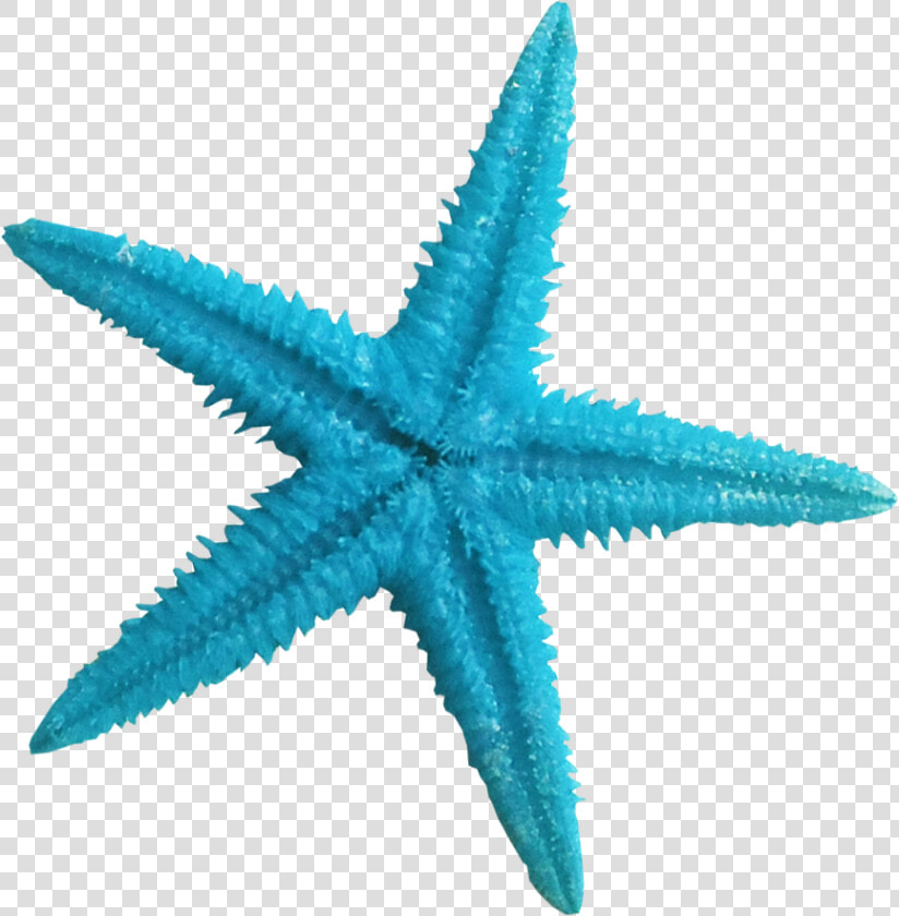 Turquoise Clipart Blue Starfish   Starfish Transparent  HD Png DownloadTransparent PNG