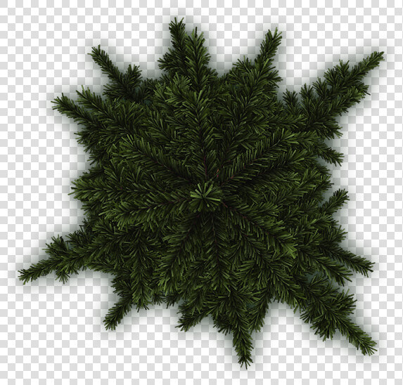 Transparent Pine Tree Top View Png   Larch  Png DownloadTransparent PNG