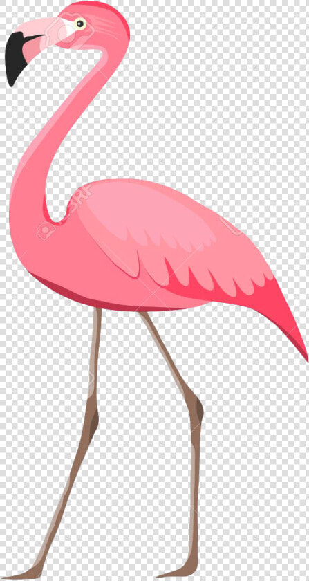 Flamingo Png Pic Background   Flamingo Imagenes  Transparent PngTransparent PNG