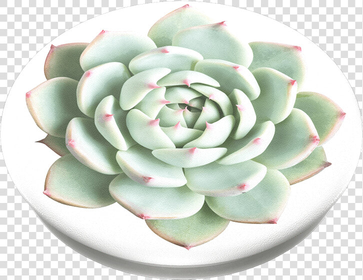 You Succulent  Popsockets   Care For Echeveria  HD Png DownloadTransparent PNG