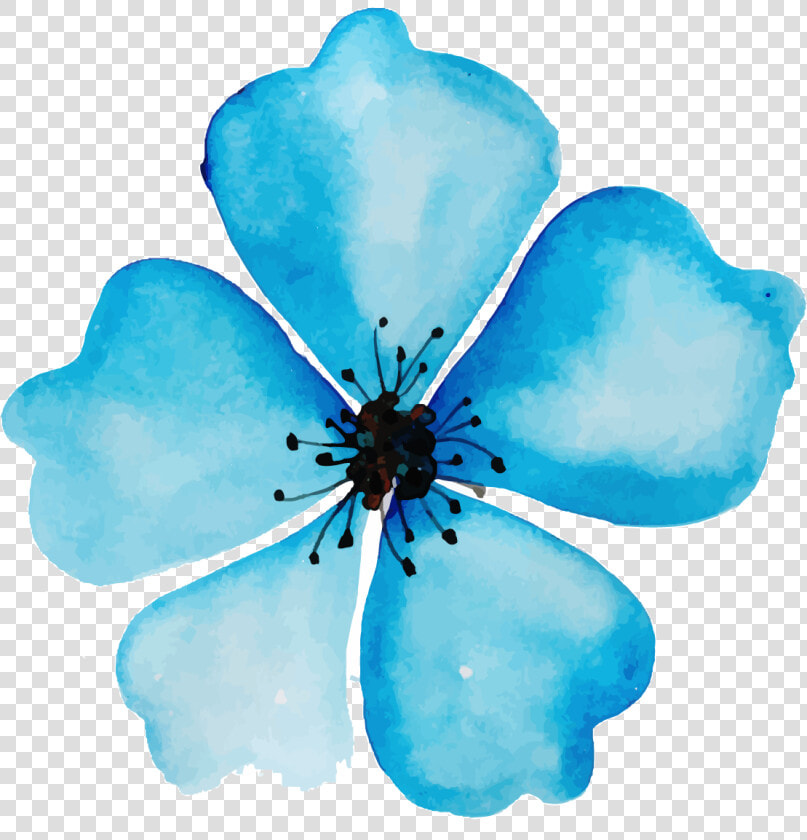 Evergreen Rose  HD Png DownloadTransparent PNG