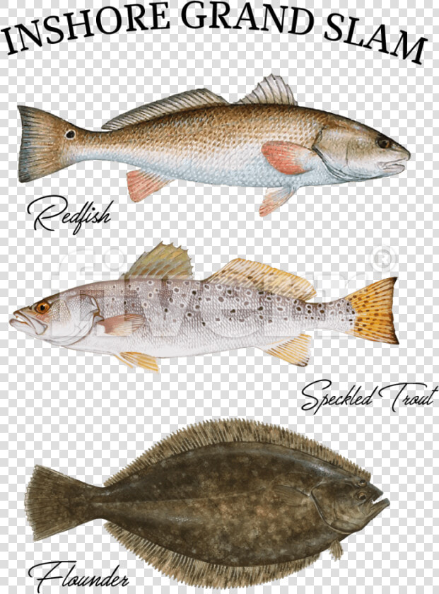 Speckled Trout Pillow Case   Png Download   Trout Redfish And Flounder  Transparent PngTransparent PNG