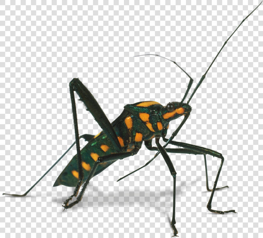 Transparent Bugs Hard Shell   Assassin Bug Clipart  HD Png DownloadTransparent PNG