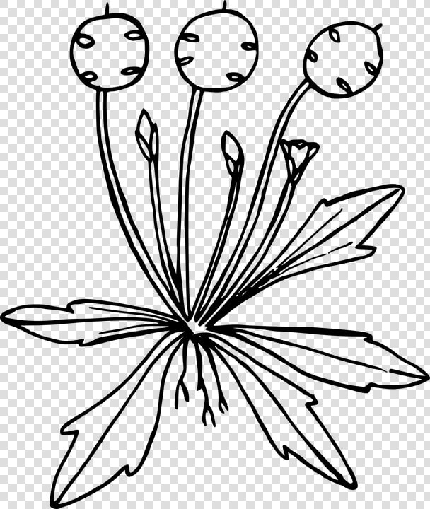 Floral  Flower  Nature  Outline Art  Plant  Wild   Drawing Rose Flower Outline  HD Png DownloadTransparent PNG