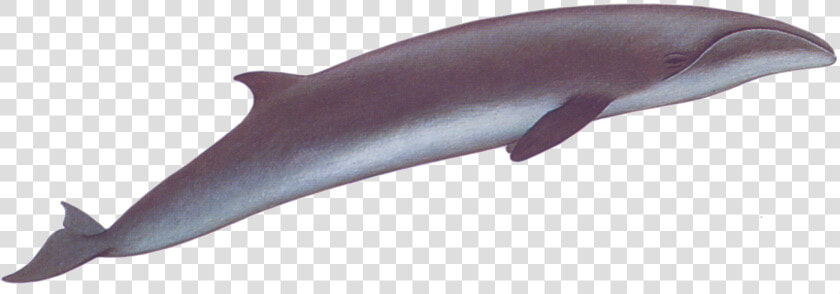 Transparent Whale Right   Pygmy Right Whale Png  Png DownloadTransparent PNG