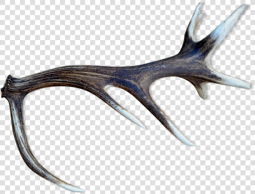 Deer Antlers Src Https   Spur  HD Png DownloadTransparent PNG