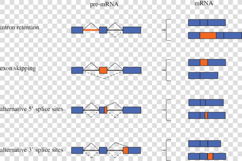 Types Of Alternative Splicing Events  HD Png DownloadTransparent PNG