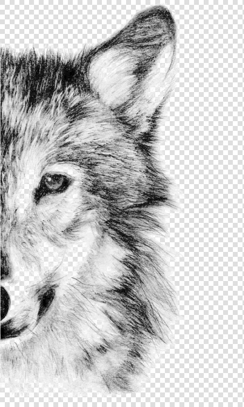 Wolf Drawing Half Face  HD Png DownloadTransparent PNG