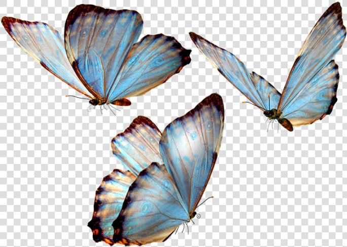 Mariposas Png Para Photoscape Vector  Clipart  Psd   Butterfly Png  Transparent PngTransparent PNG