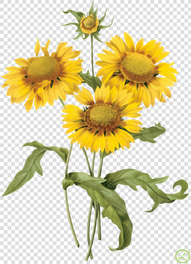 Vintage Yellow Flower Tile   Png Download   Sunflower Vintage Illustration  Transparent PngTransparent PNG