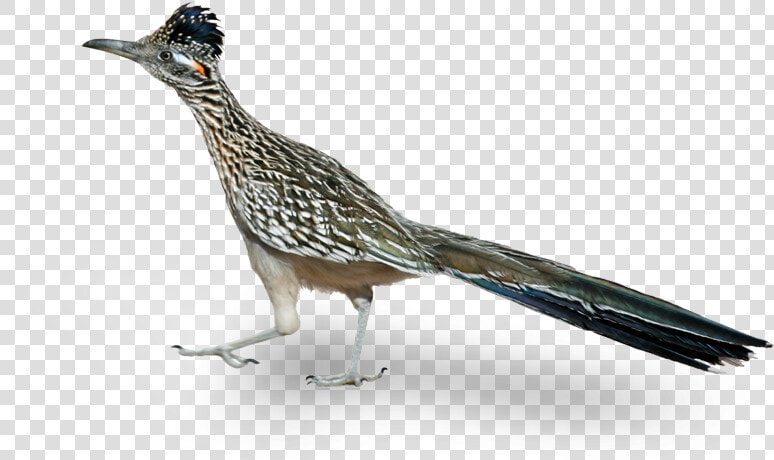 A Roadrunner Is A Native Bird To Phoenix Arizona   Road Runner Bird Png  Transparent PngTransparent PNG