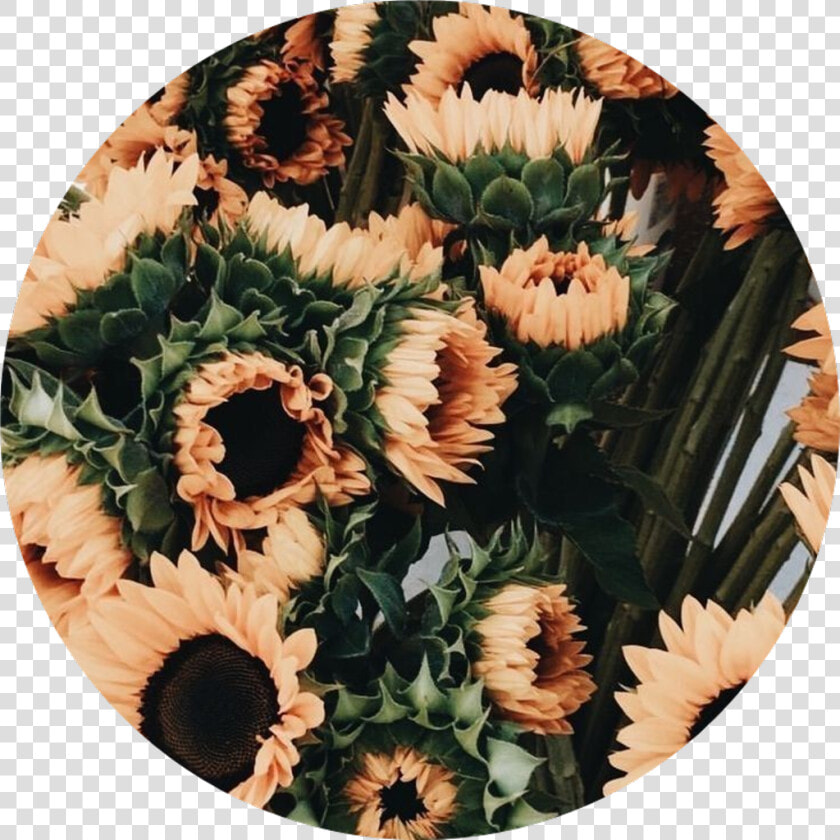 Tumblr Aesthetic Flowers Flower Rose Roses Png Tumblr   Aesthetic Tumblr Aesthetic Flowers Png  Transparent PngTransparent PNG