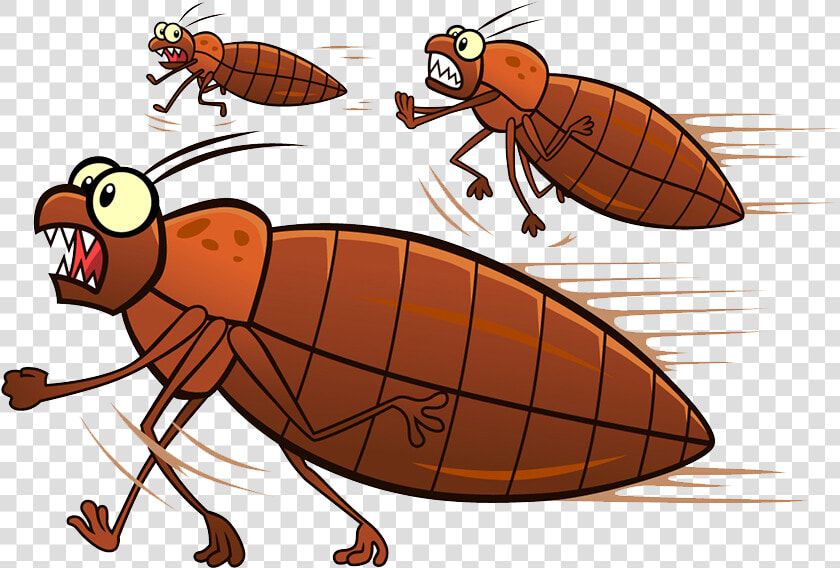 Bed Bugs Running   Bed Bug Running  HD Png DownloadTransparent PNG