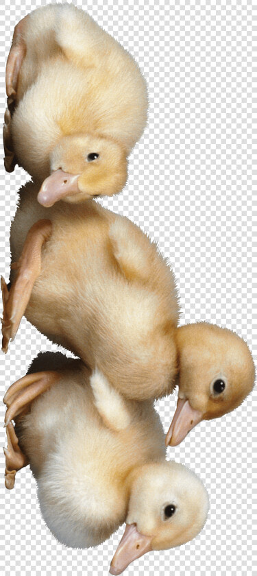 Pato   Duck  HD Png DownloadTransparent PNG