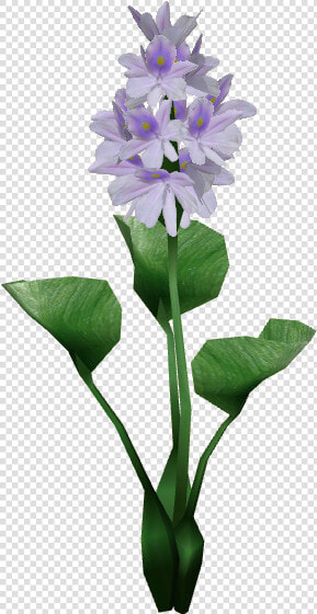 Thumb Image   Water Hyacinth Plant Png  Transparent PngTransparent PNG