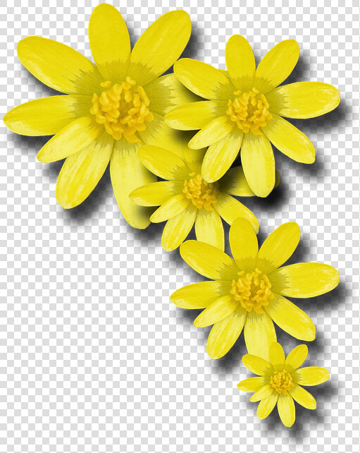 Yellow Flowers  Png V   Yellow Spring Flower Png  Transparent PngTransparent PNG