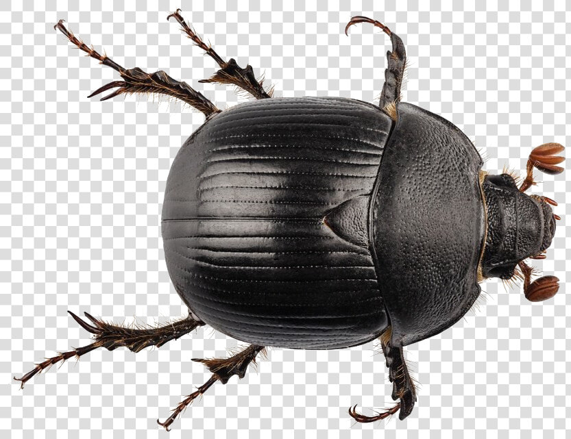 Black Beetle Png Transparent   Dung Beetle No Background  Png DownloadTransparent PNG