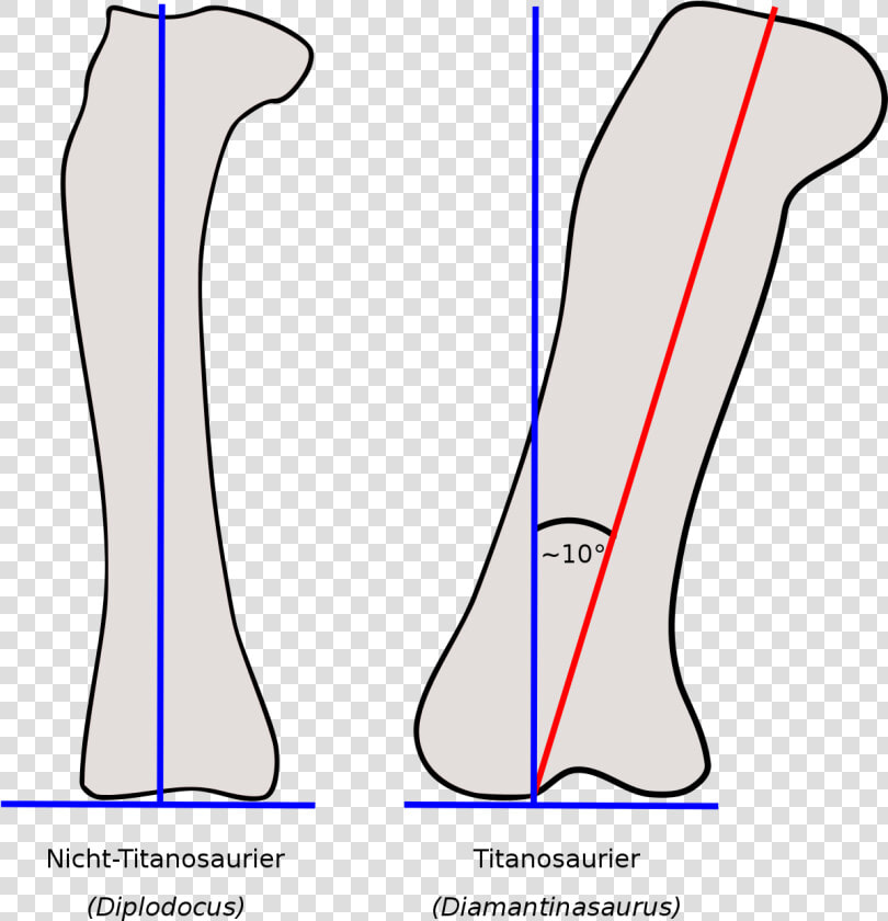 Schaftachse Femur  HD Png DownloadTransparent PNG