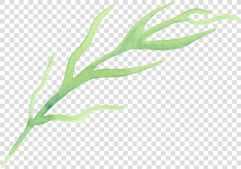 Drawn Seaweed Transparent   Seaweed  HD Png DownloadTransparent PNG