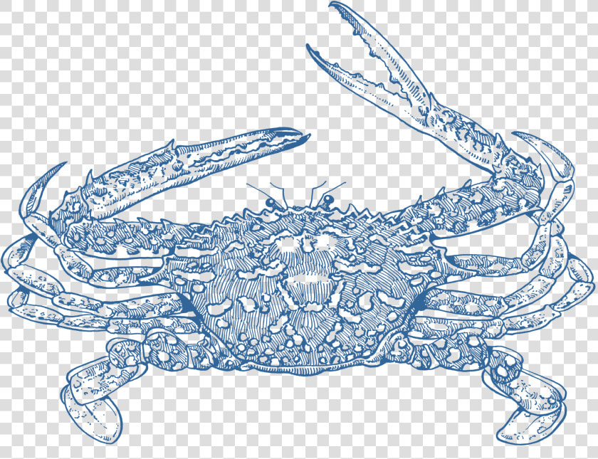 Blue Swimmer Crab  HD Png DownloadTransparent PNG