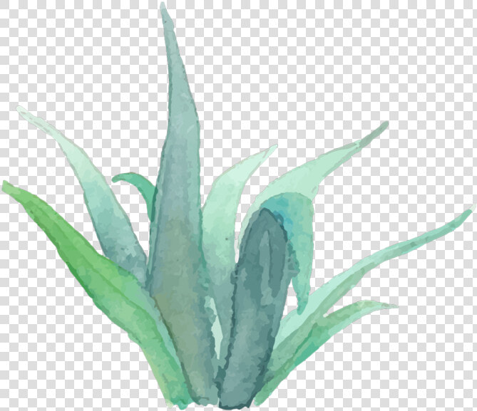 Real Succulent Estate Photographer Photography Agent   Watercolor Plant Png Succulent  Transparent PngTransparent PNG