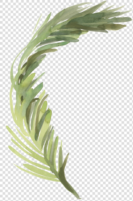 Pond Vector Reed   Pampas Grass Watercolor Png  Transparent PngTransparent PNG