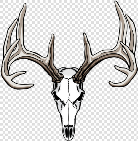 White tailed Deer Drawing Antler Skull   Deer Skull Clipart  HD Png DownloadTransparent PNG