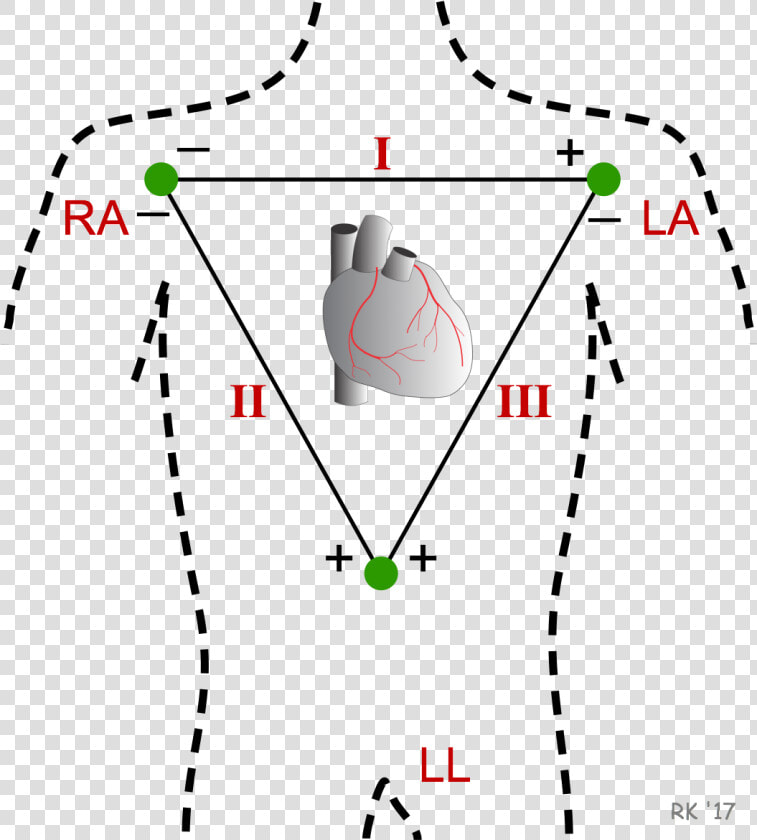 Ecg Einthoven Triangle   Limb Leads  HD Png DownloadTransparent PNG