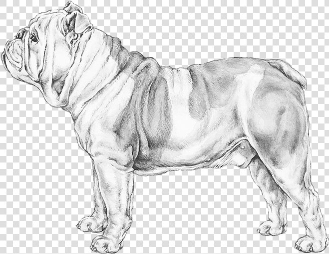 Transparent English Bulldog Png   Peso De Un Bulldog Ingles  Png DownloadTransparent PNG