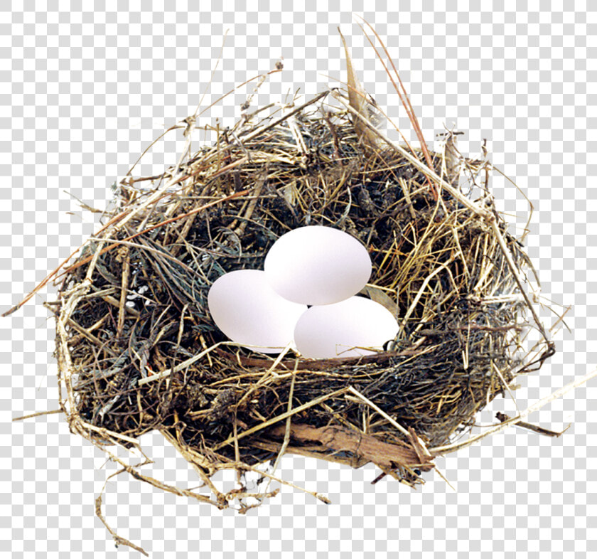 Eggs In A Nest Png   Birds Nest Blue Eggs  Transparent PngTransparent PNG